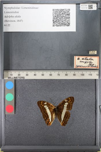 Media type: image;   Entomology 141132